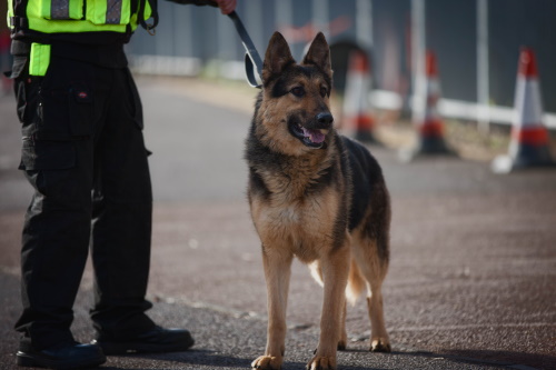 security dog handler